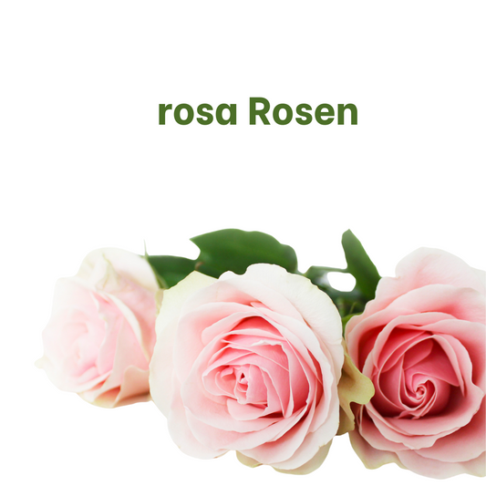 einfach "rosa" Rosen