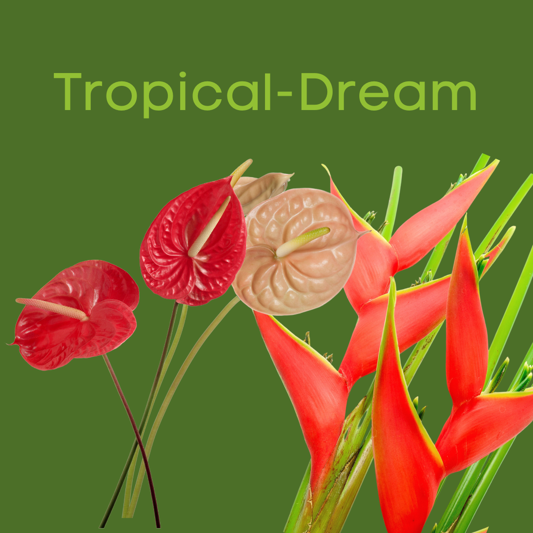 Tropical-Dream